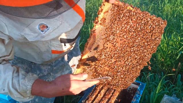 Сила и мощь золотой пчелы Бакфаст при неправильном содержании смотреть онлайн