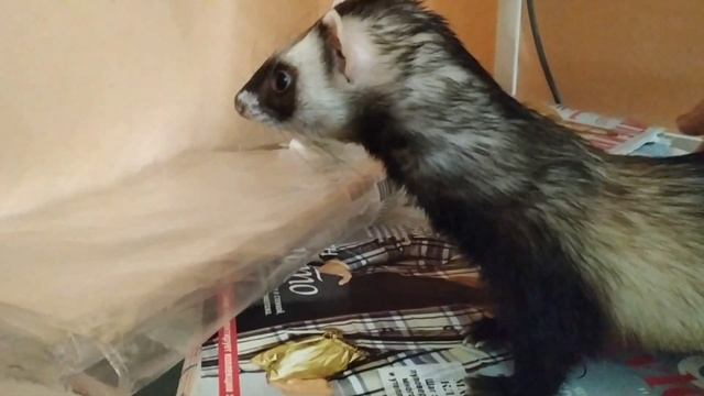 ХОРЬКУ плохо??? Поход к ветеринару// Vlog// Snezhana смотреть онлайн