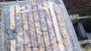 Простая селекция Бакфаст в Сибири