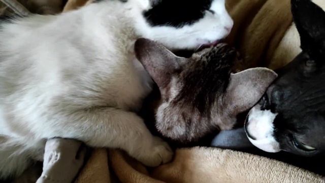 Кошка верит в любовь и ласку. Хоть бывает горда порой. смотреть онлайн