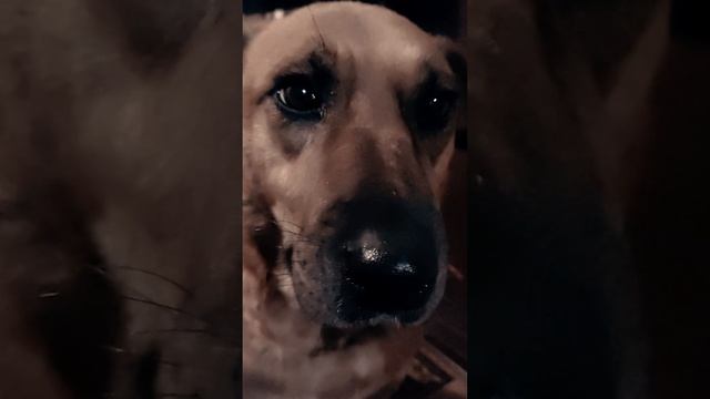 Моя собака из приюта.