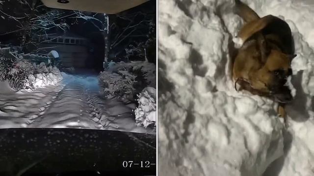 Собака и Нива рады снегу! смотреть онлайн