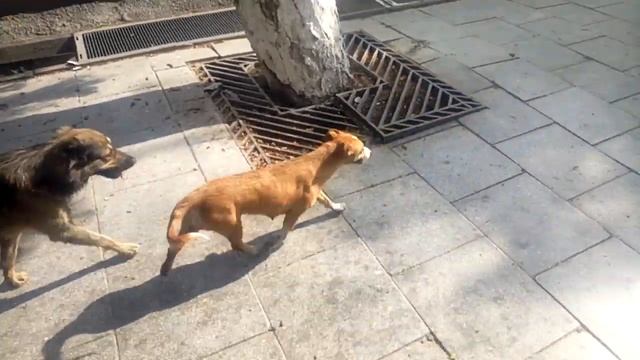 #СтатусГид Строчное объявления в Статус-гид 800 т.С логотипом и оформлением реклама в глянцевом жур смотреть онлайн