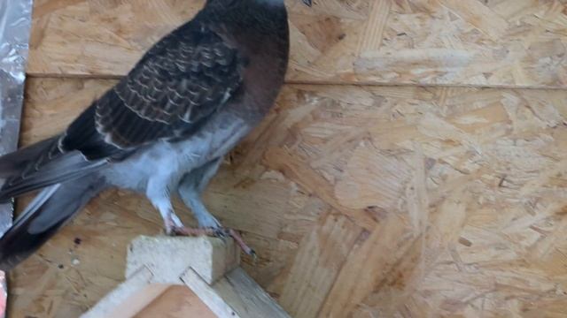Светлый сиреневый/розовый. смотреть онлайн