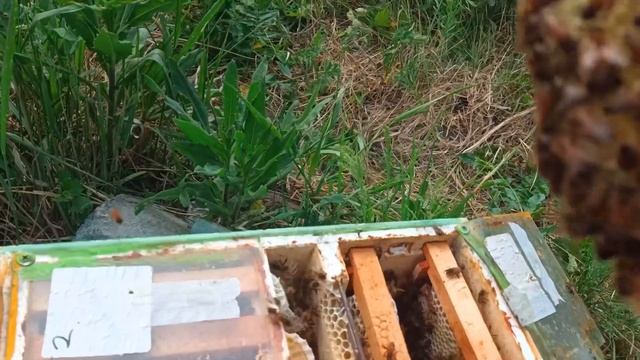 Облёт маток Бакфаст 2023 смотреть онлайн