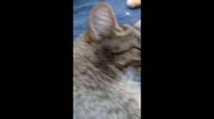 Кот Лёлик и кошки. Что с ушами? #cat #кот