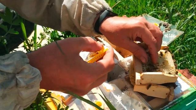 Отбор маток Бакфаст смотреть онлайн