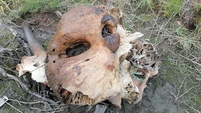 Нашли голову мамантёнка якутии