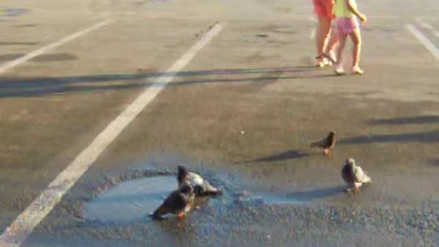Голуби купаются,в дорогу собираются смотреть онлайн