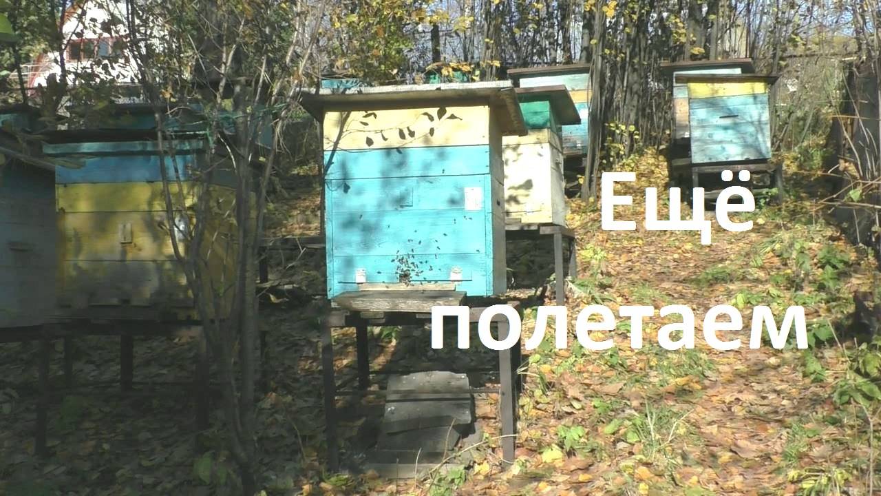 Последний облет пчел перед зимовкой смотреть онлайн