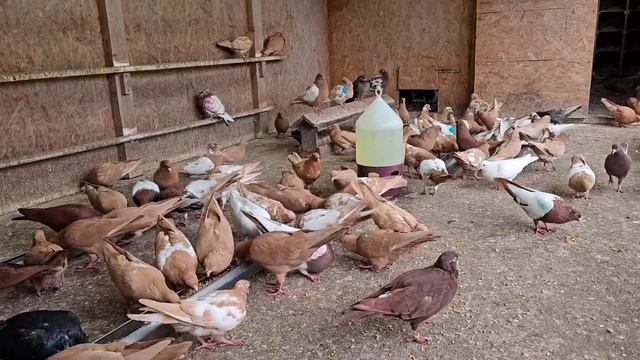 Голуби живут ради меня. смотреть онлайн