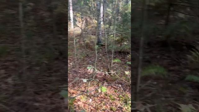 Как найти много Грибов неповторять