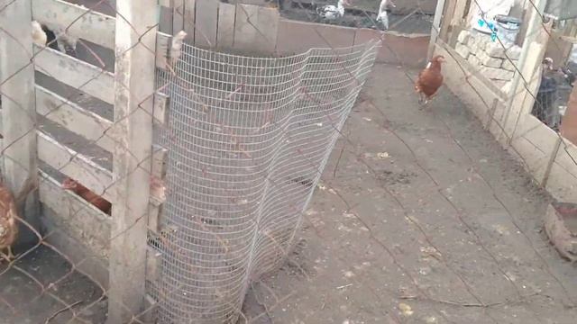 докупили г /изоляция наконец настала хорошая погода. смотреть онлайн