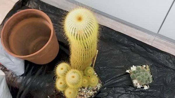 Пересадка кактуса. Пародия / нотокактус Ленингхауза 31.03.24г.