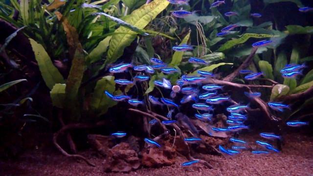 Paracheirodon Simulans Feeding - Akwarium Naturalne 300 L - Aktualizacja 5 / Nature Aquarium 300 L