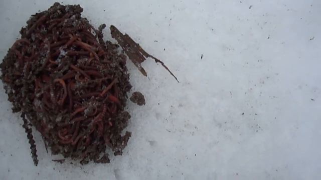 Dendrobena дикие кучи - на снегу - без каши 01.57 11.04.2011 1 смотреть онлайн