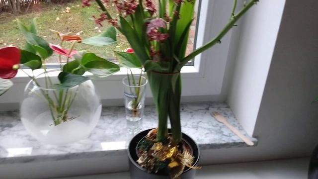 Мошка в цветочных горшках