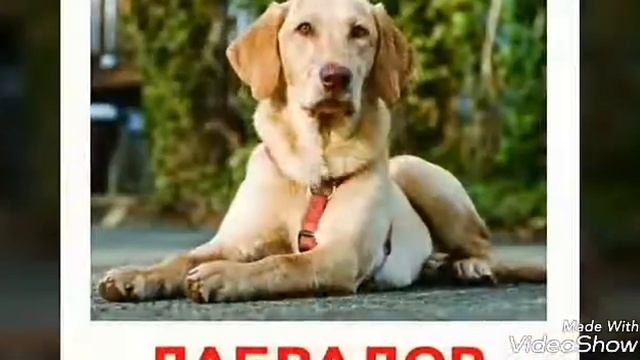 ПОРОДЫ СОБАК🐕🐕🐕🐩🐩🐩🐕🐕🐕 смотреть онлайн
