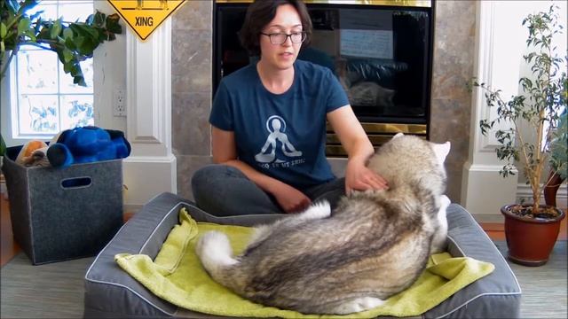 Gentle Massage for Back Pain in Dogs | Animal Massage смотреть онлайн