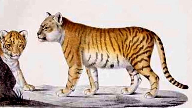 Liger Facts: 12 Facts About The Liger