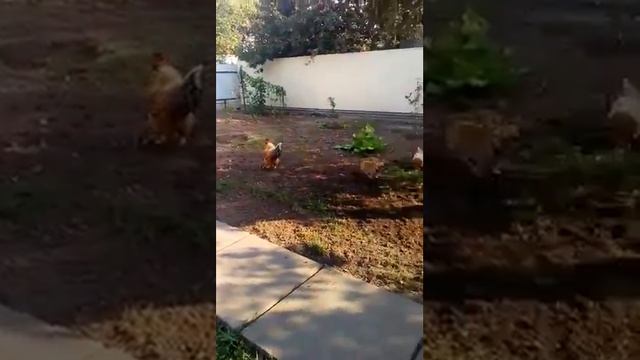 Прикол. Собака злит петуха. смотреть онлайн