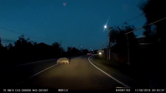 Свинья на дороге! Грузия. смотреть онлайн