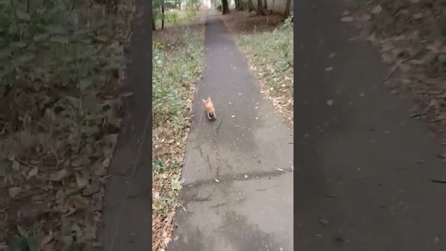 Сеня шерстяной ему теплоНо дома спит под одеялом)) смотреть онлайн