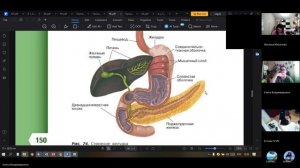 9 класс_25.12_31_Пищеварение в желудке и кишечнике