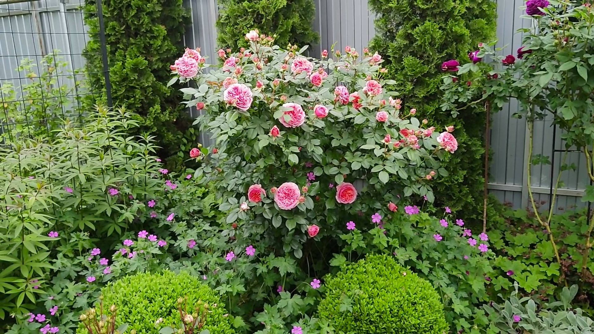 Герань пиренейская и другие герани в моём саду. Агротехника и применение в дизайне сада. Пятигорск. смотреть онлайн