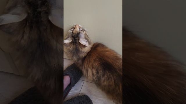 Ждун🤣 #котики #милыекотики #домашниеживотные смотреть онлайн