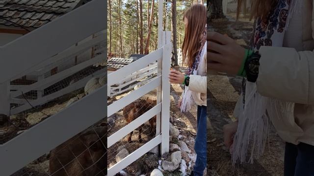 Карликовые козы 🐐 смотреть онлайн