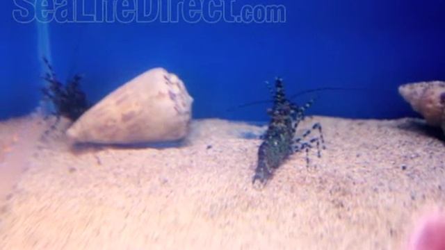 Marbled Shrimp Video смотреть онлайн