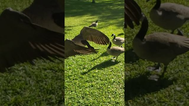Closeup of a canadian goose flying in slow motion. смотреть онлайн