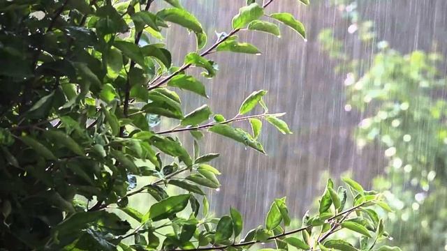 Rain Sounds And Birdsong / звуки дождя и пение птиц