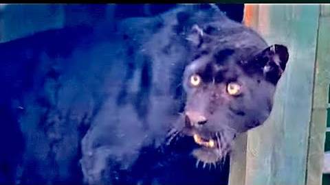 Мы ТАК РАДЫ за леопардов, которые нашли свой новый, пусть и временный дом с шикарным вольером! смотреть онлайн