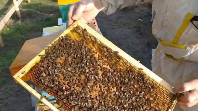 Осмотр отводка Бакфаст ранней весной смотреть онлайн