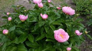 Ранний пион May Lilac. Поражает своей нежностью и красотой.