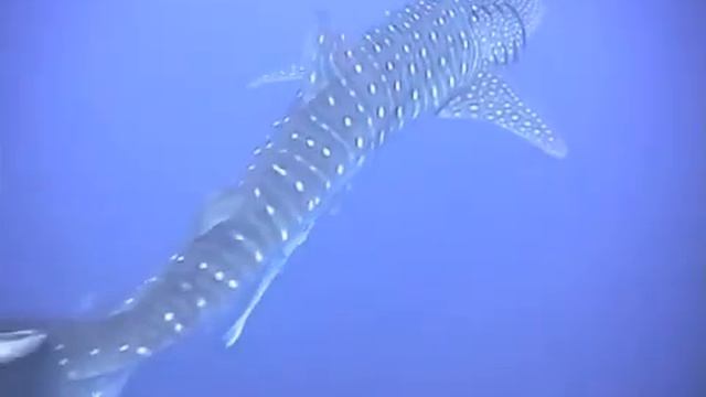 Whale Shark Manta ray Brothers Islands - Red sea diving смотреть онлайн