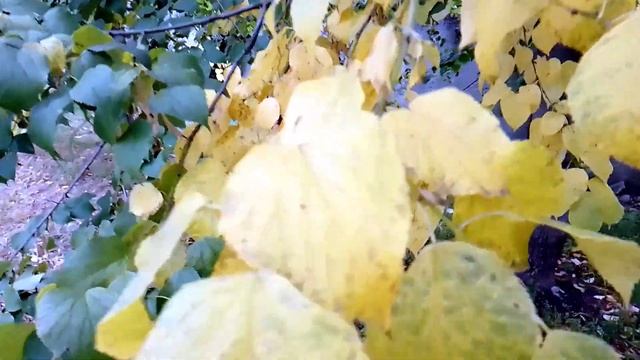 Днепр. Сентябрь. Хромая ворона. смотреть онлайн