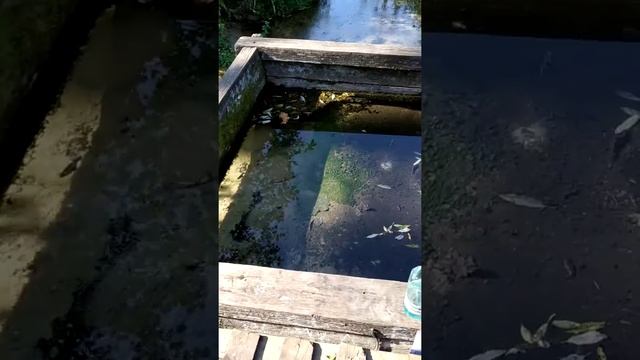 Родник в Пиротчино. смотреть онлайн