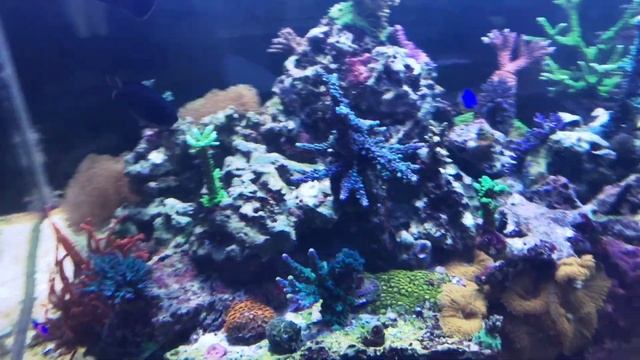 360g Zeovit Reef Tank смотреть онлайн