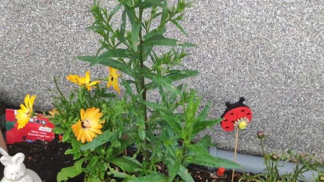 Как бороться с двухвосткой в саду борной кислотой?