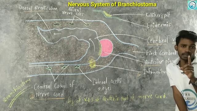 Nervous System of Branchiostoma |Paper-1 Zoology| B.Sc.2nd Year | by-Prahalad Sir смотреть онлайн