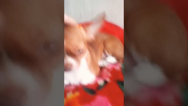 Собака Нюша порода Чихуахуа смотреть онлайн