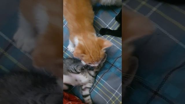 Помогите оплатить передержку 9-ти щенкам🙏 С миру по нитке... смотреть онлайн