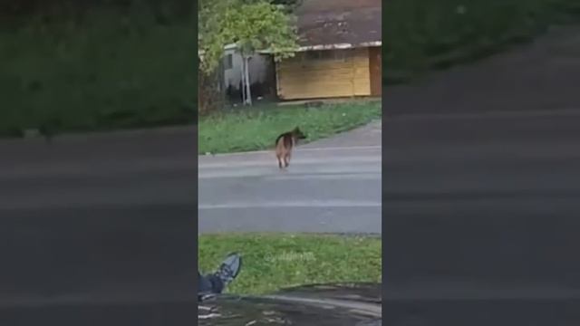 Собака напала на человека смотреть онлайн