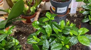 Почему гардения не растет и погибает ? Расскажу о главных ошибках в уходе за гарденией.