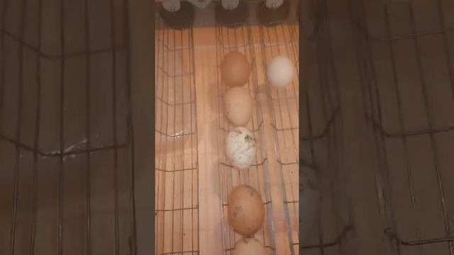 Самодельный инкубатор смотреть онлайн