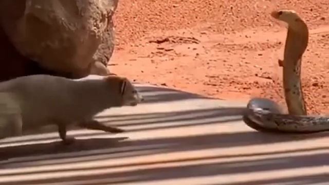 мангуст смотреть онлайн
