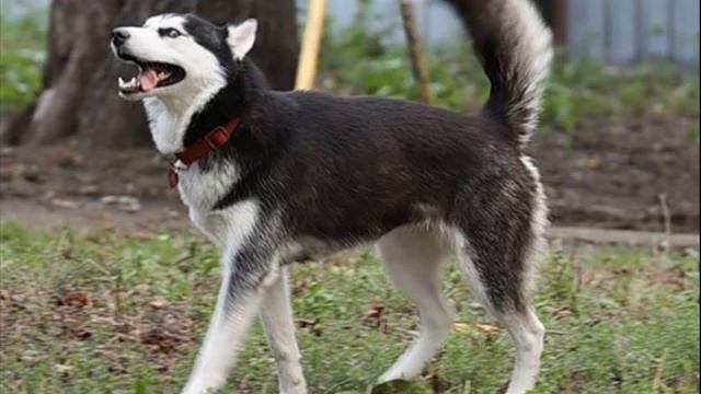 ХАСКИ - САРА. (смотреть ВСЕМ) смотреть онлайн